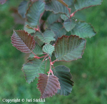 Alnus incana f. rubra